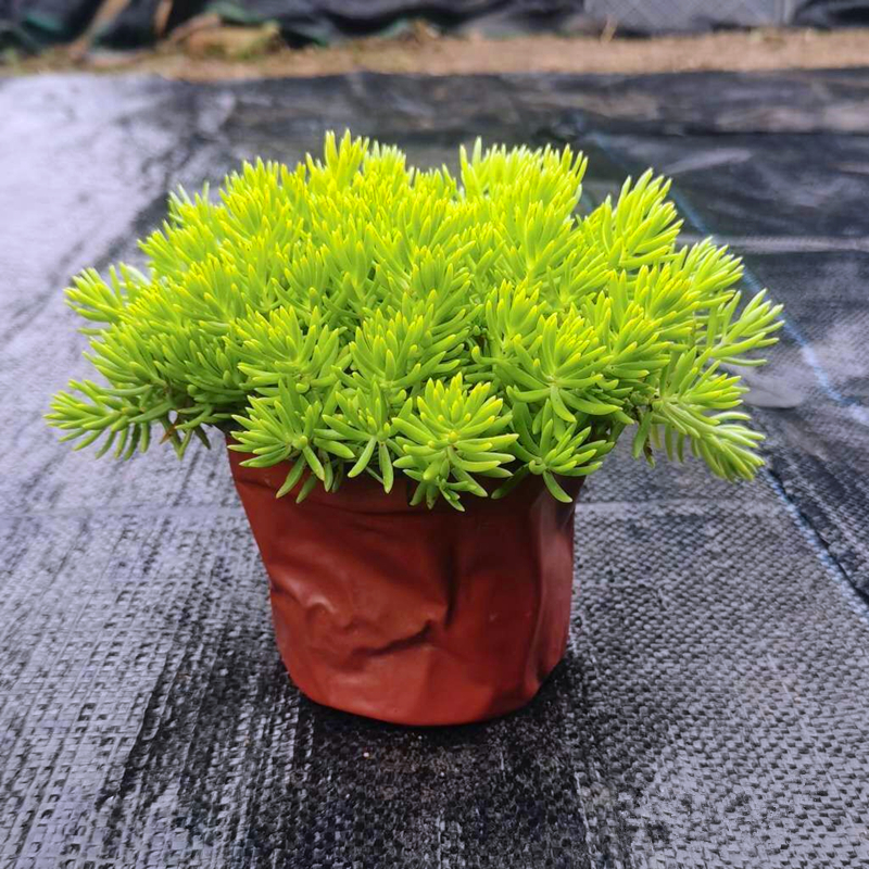 黄金佛甲草庭院盆栽耐热四季常青绿化花镜地被植物中华景天托盘苗