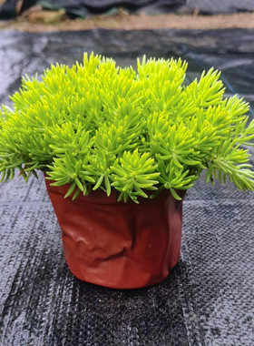 黄金佛甲草庭院盆栽耐热四季常青绿化花镜地被植物中华景天托盘苗