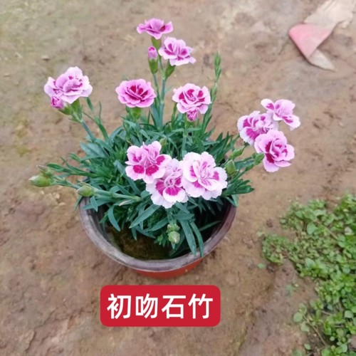 欧石竹初吻石竹花苗带花盆栽花卉多年生四季耐寒庭院点缀绿化工程