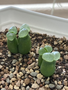 绿风铃1号母本种子 2026年新种子 请看详情