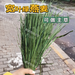 挑食一定要试宽叶香甜多叶燕麦草促进食欲兔嫩燕麦主草磨牙包邮