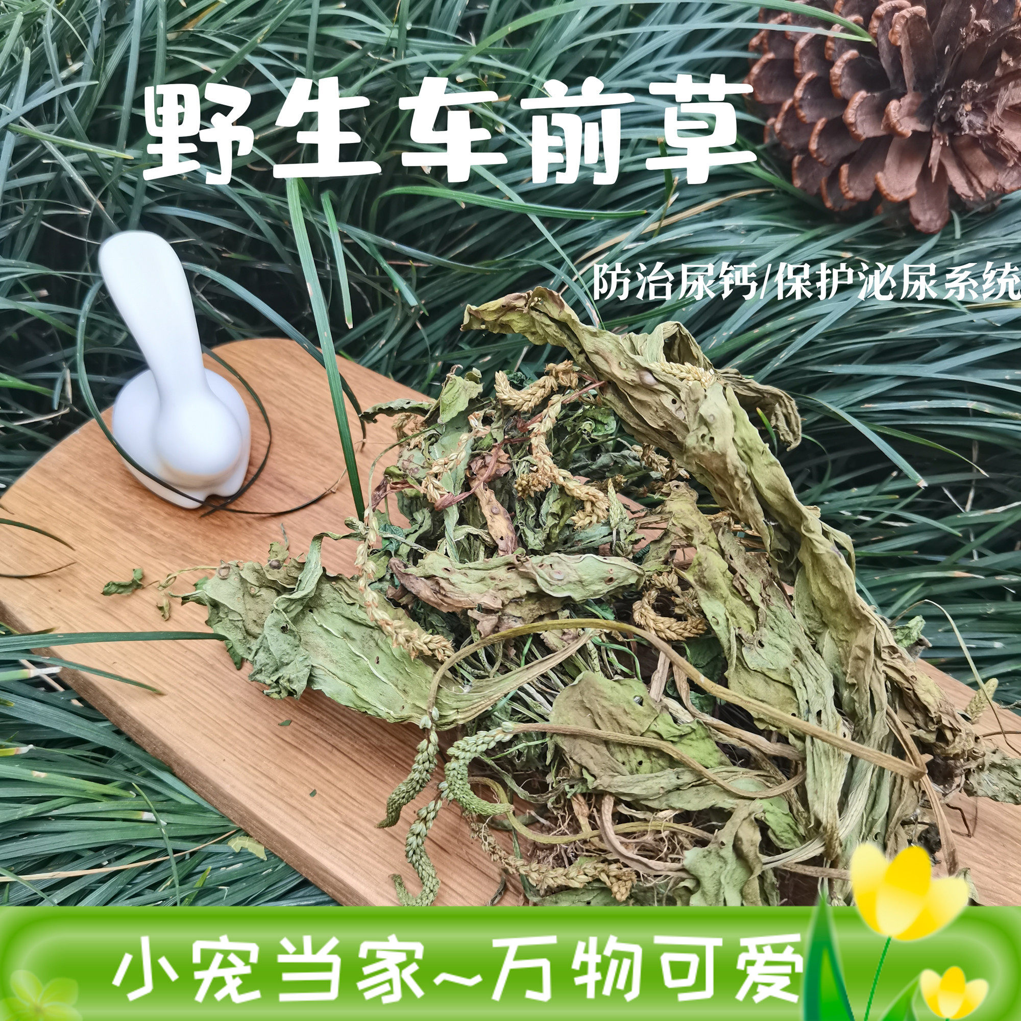 野生手采车前草 止泻保护泌尿消化系统 兔子龙猫荷兰猪牧草防尿钙
