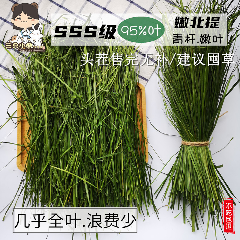 sss特优多叶提摩西牧草香甜嫩叶