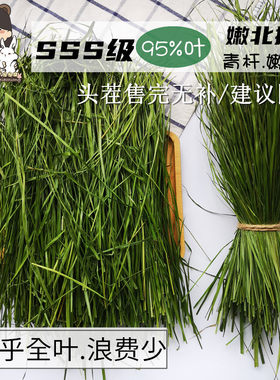 sss特优多叶提摩西牧草香甜嫩叶