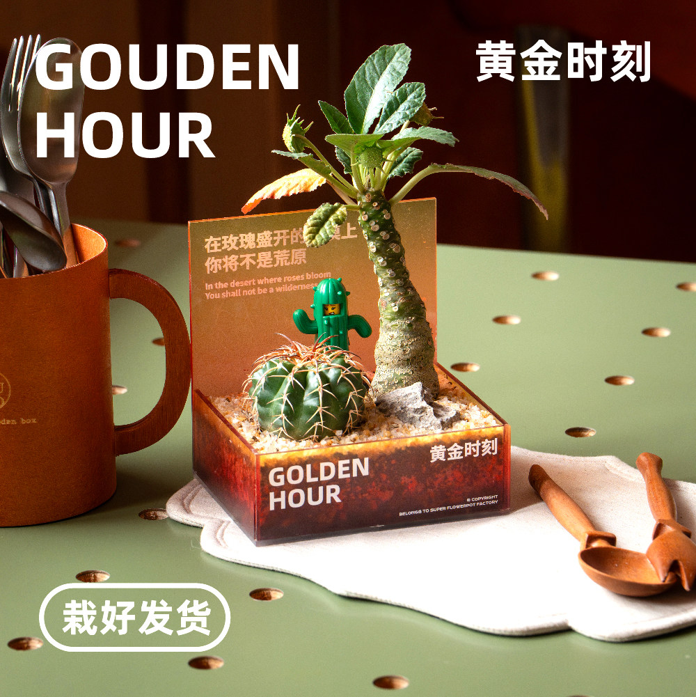 黄金时刻仙人球组合盆栽易养