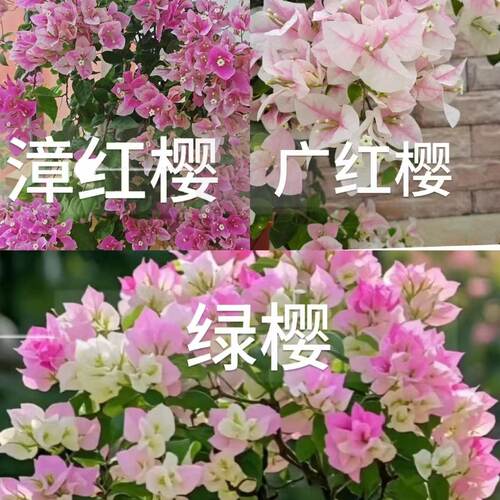 秋园 三角梅绿樱三棵袋苗带原土发货包对版室内四季开花袋苗