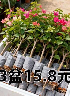秋园 包对版重瓣三角梅盆栽室内外爬藤植物黄色不甜西瓜钻石橙