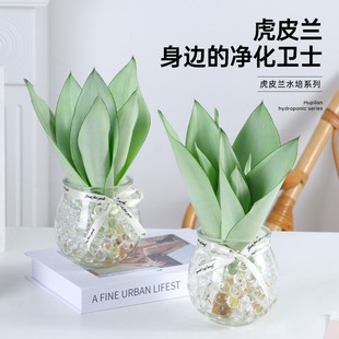 水培植物白玉虎皮兰虎尾兰室内办公室盆栽桌面摆件高档好养绿植