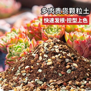 多肉颗粒土多肉土专用营养土壤种植土泥铺面石纯颗粒泥炭花土盆栽