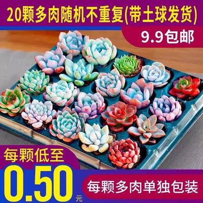 多肉植物肉肉小新手套餐组合带土幼儿园大颗老桩多肉植物室内盆栽