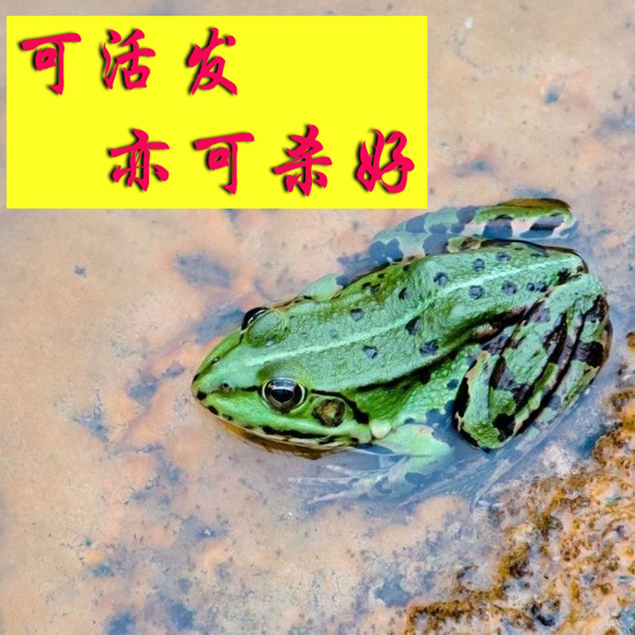 稻田青蛙田鸡稻田蛙林蛙黑斑蛙绿蛙鲜活活物可活发可杀好顺丰发货