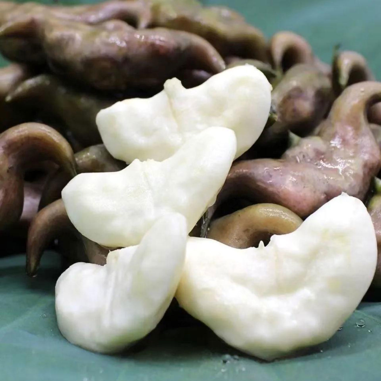新鲜老菱角米特大鲜嫩菱角肉野生