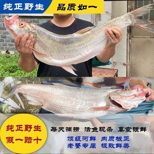 白鱼翘嘴大白鱼活鱼新鲜白条鱼农家小刁子鱼可代晒鱼干风干可油炸