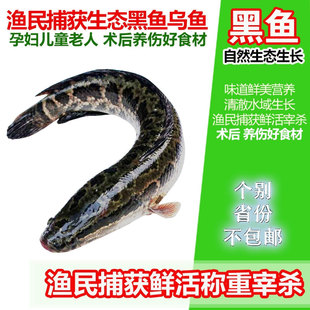 黑鱼鲜活大个体活鱼财鱼生鱼蛇头鱼新鲜黑鱼片乌鱼片肉片黑鱼肉丁