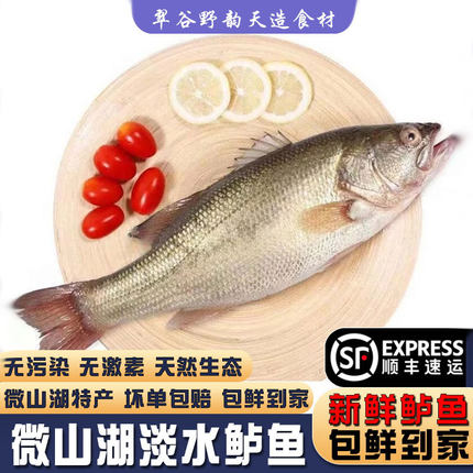 大鲜活淡水鲈鱼活鱼新鲜冷冻可开背切鲈鱼片可晒鲈鱼干商用半成品