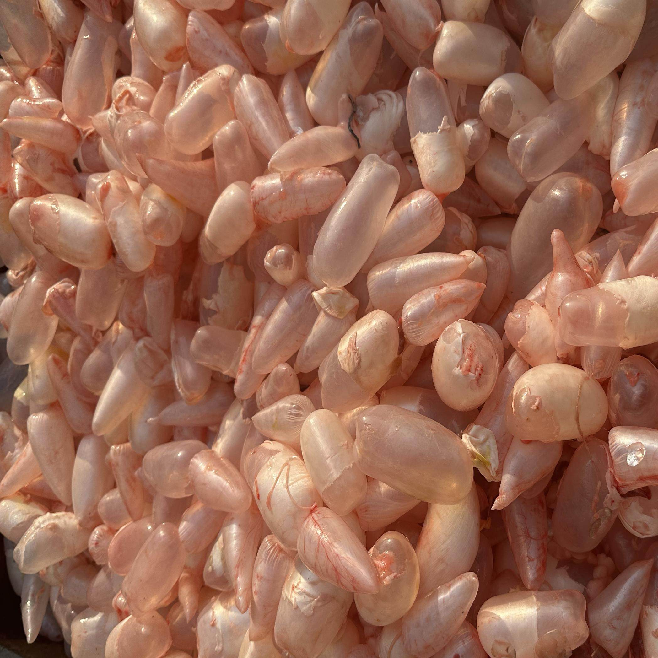 鱼泡2斤装新鲜鱼泡淡水鱼泡