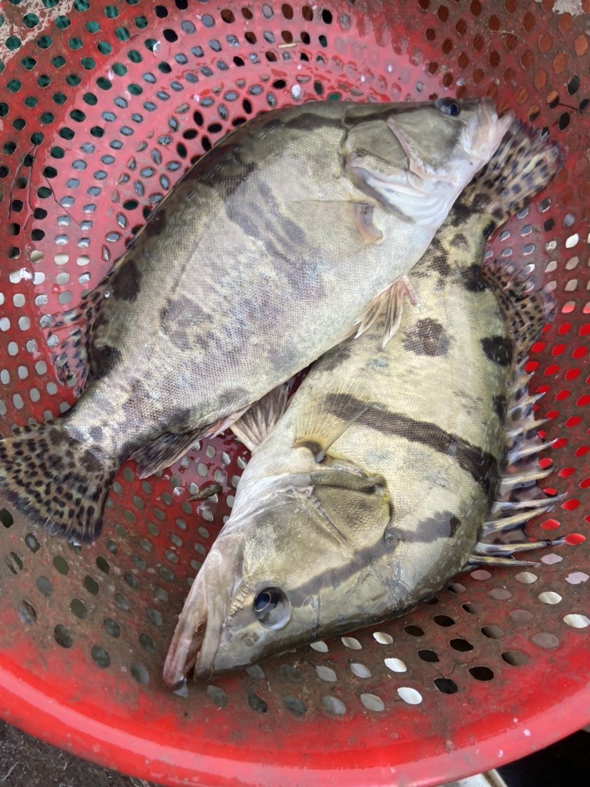 鳜鱼桂鱼一份1斤 需要几斤拍几份 3斤以内发1-2条  超过3斤提前说