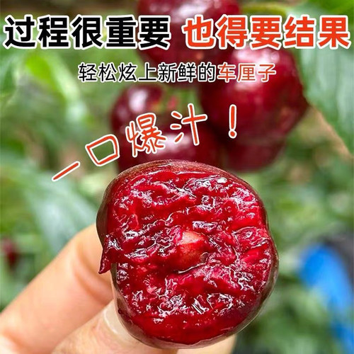 泰山樱桃露天黑珍珠现摘现发中通生鲜 山地大樱桃 酸甜可口