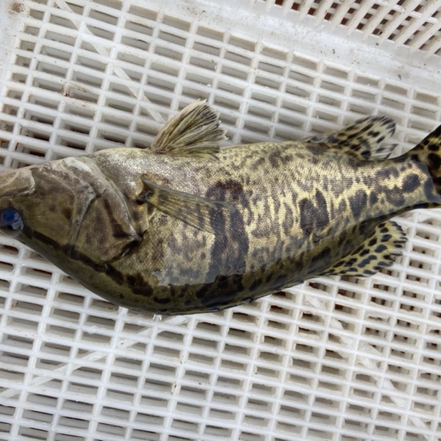 东平湖桂鱼2斤一条活鱼现杀冷冻发货包邮