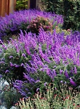 墨西哥紫绒鼠尾草  萨尔维亚 粉花丹尼尔鼠尾草花苗【鲁虹花卉】