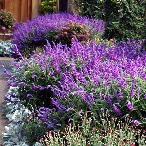 鼠尾草花苗鲁虹花宿根花园春夏秋