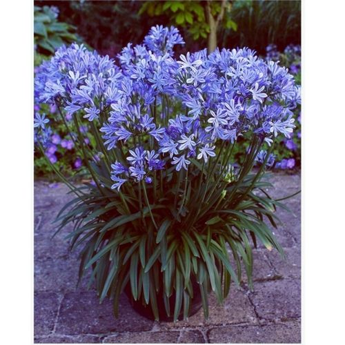 百子莲   矮生“秋空