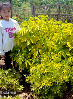 接骨木盆苗黄金耐寒鲁虹花卉