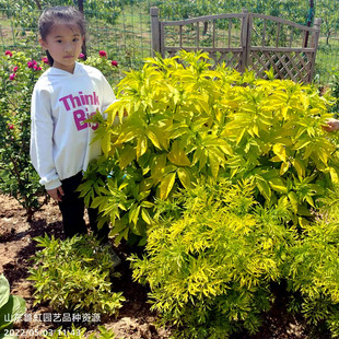 接骨木盆苗  黄金塔  麦当娜  黑蕾丝  耐寒耐热彩叶【鲁虹花卉】