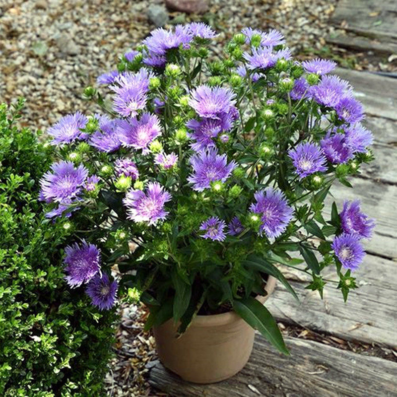 蓝箭菊  琉璃菊盆苗  耐寒耐热花期长多年生宿根花卉【鲁虹园艺】