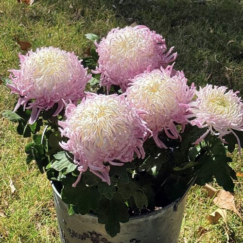 鹅毛粉黛大菊花苗{鲁虹园艺}
