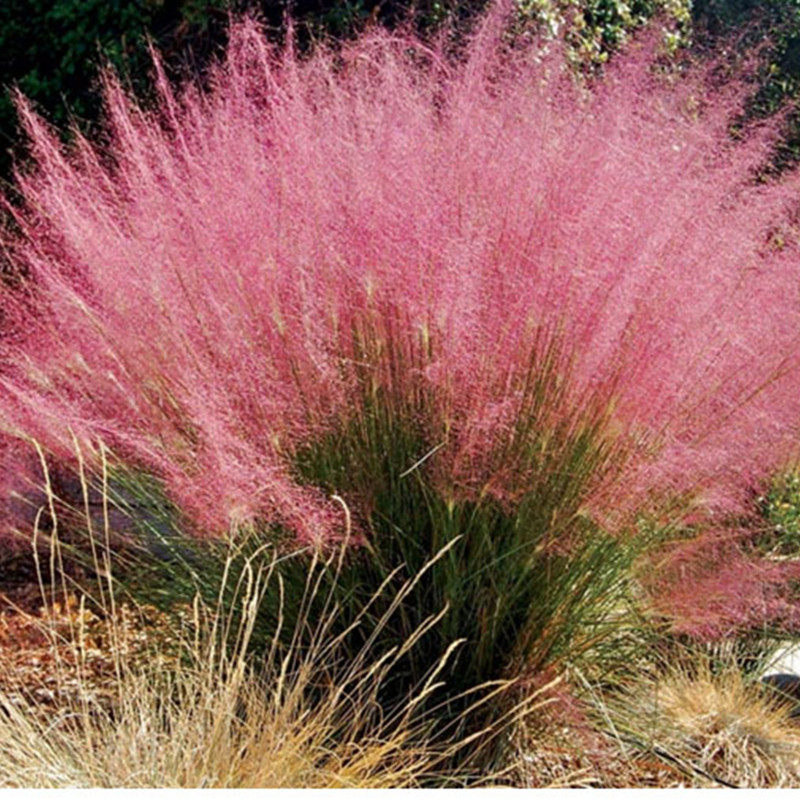 粉黛乱子草 盆栽带花发货  多年生耐热耐寒观赏草【鲁红园艺】