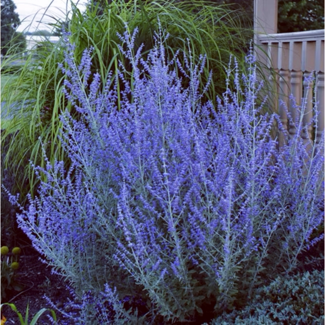 分药花 蓝箭 泰加盆栽  耐寒宿根花卉 花境芳香植物【鲁虹花卉】