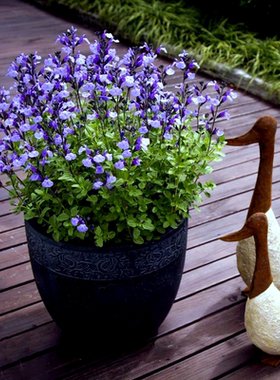 樱桃花苗鲁虹鼠尾草宿根花园四季