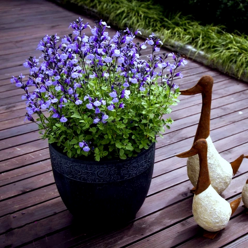 樱桃花苗鲁虹鼠尾草宿根花园四季