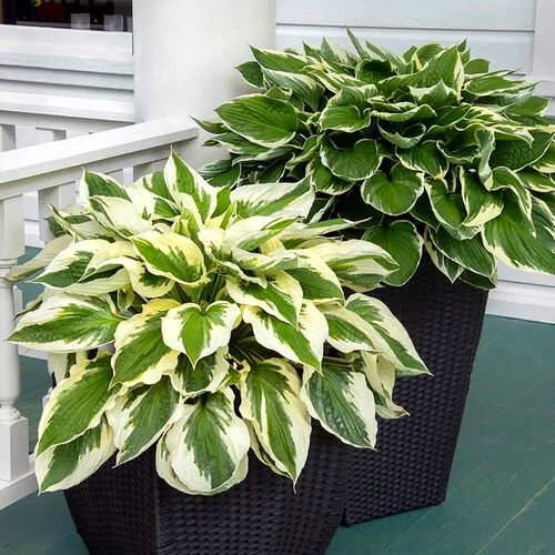 宿根花园玉簪花鲁虹耐寒夏天玉簪