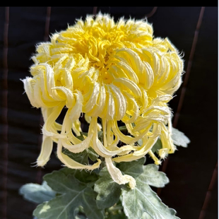 鹅毛粉黛 黄三友 秦山霜景 毛刺类等 传统大菊花苗A6（鲁虹花卉）