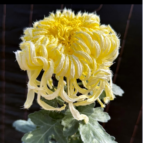 菊花秋菊菊花苗鹅毛粉黛