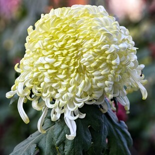 漓江春色 玉酿酬秋 嫦娥奔月等 传统大菊花苗A2组【鲁虹园艺】