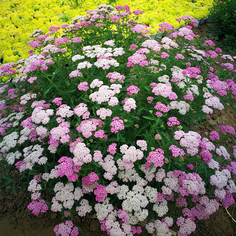 蓍草珍珠种苗多年生耐寒耐热盆栽