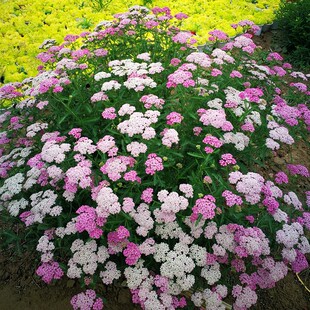 西洋蓍草盛芳 珍珠蓍白乒乓盆栽种苗 多年生耐寒耐热【鲁红园艺】