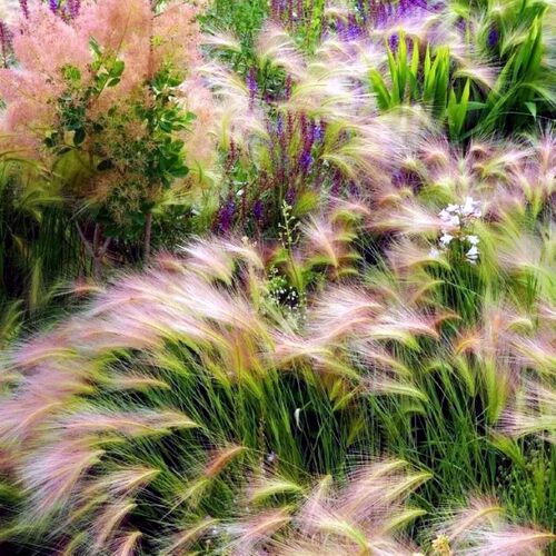 鲁虹多年生夏天观赏草花卉