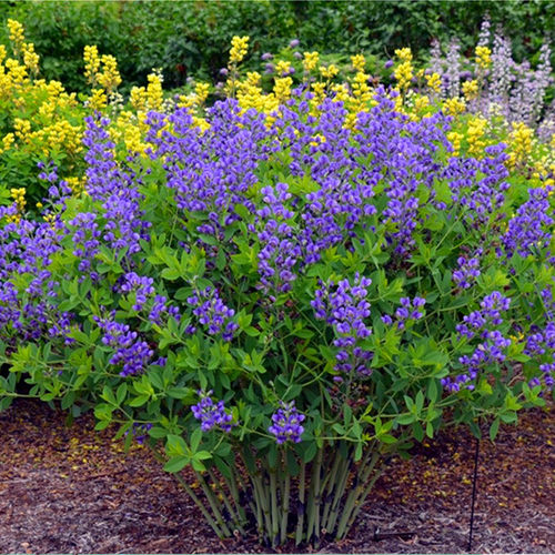 澳洲耐寒多年赛靛花宿根庭院夏秋