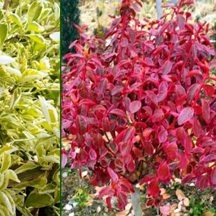 变色龙卫矛冬红彩叶黄杨盆栽  叶片随季节变色【鲁虹园艺】