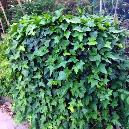 常春藤花园花卉耐寒易养常绿四季