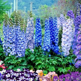 大花飞燕草盆苗 新品重瓣戴菲娜 班纳利巨人 飞燕草【鲁虹花卉】