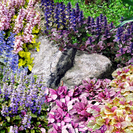 多花筋骨草花苗 金叶 斑叶  蓝花 粉花等  耐寒耐热【鲁虹园艺】