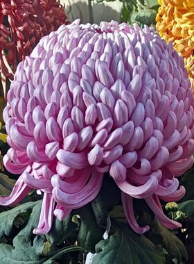 大菊菊花秋菊菊花苗