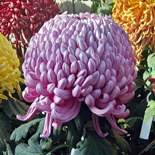 兼六系列  彩胡系列  东海系列 经典大菊花苗F1组【鲁虹花卉】