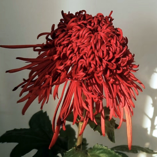 菊花秋菊大菊菊花苗