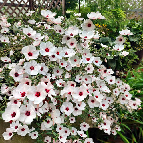 耐热芙蓉葵阳台灌木鲁虹夏秋花苗